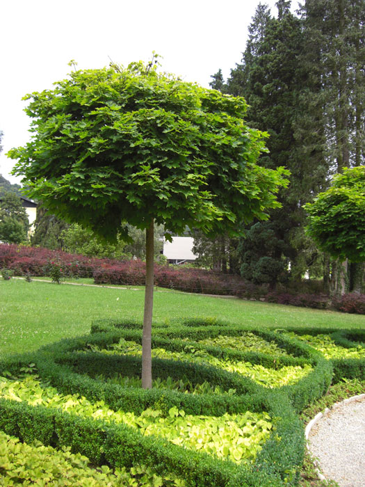 Kugelahorn, Acer platanoides Globosum