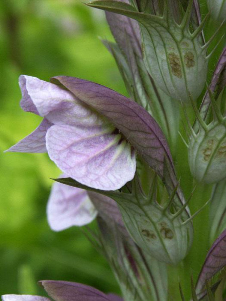 Acanthus hungaricus, Balkan-Bärenklaue, Stachelähre