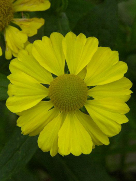 Helenium x cultorum &#039;Kanaria&#039;, Garten-Sonnenbraut