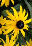 Schnitt-Stauden I (10 Stück) Für Die Sonne 5 rudbeckia-fulgida-goldsturm56d960c43a822