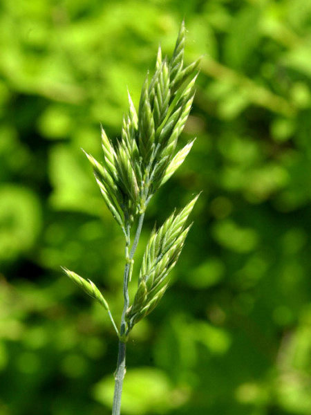 Festuca amethystina, Amethyst-Schwingel, Regenbogen-Schwingel