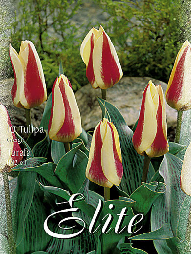 Greigii-Tulpe 'Tarafa' (Art.Nr. 595784)