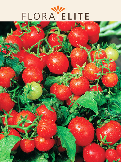 Tomate 'Balkonzauber' (Art.Nr. 21535)