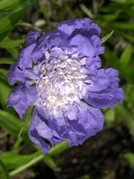 Scabiosa caucasica &#039;Stäfa&#039;, Blaue Scabiose, Blaue Witwenblume