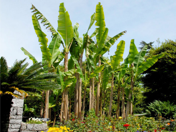 Bananenpalme im Blumenbeet