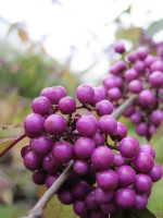 Callicarpa bodinieri 'Profusion', Liebesperlenstrauch