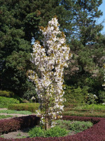 Prunus serrulata 'Amanogawa', Säulenzierkirsche