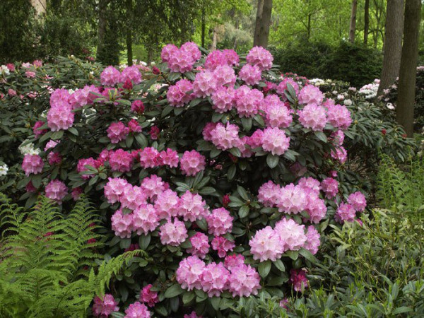 Rhododendron yakushimanum &#039;Polaris&#039;