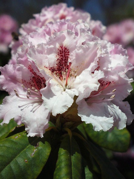 Rhododendron &#039;Progres&#039;