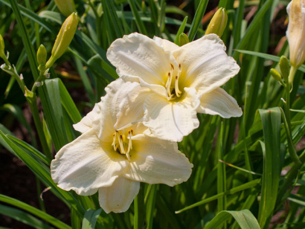 Hemerocallis Hybride &#039;White Temptation&#039;, Taglilie