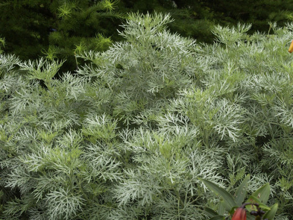 Artemisia arborescens &#039;Powis Castle&#039;, Edelraute, halbstrauchiger Wermut