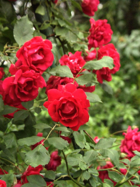 Blüte der Rose Pauls Scarlet Climber 