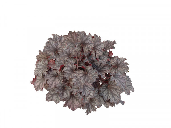 Heuchera Little Cuties 'Frost', Purpurglöckchen