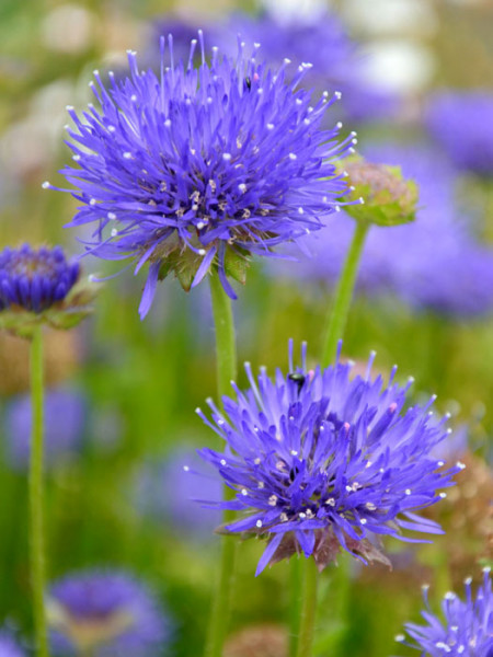 Jasione laevis &#039;Blaulicht&#039;, Blauköpfchen, Ausdauerndes Sandglöckchen, blaue Jasione