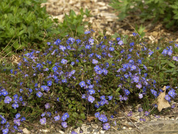 Veronica pedunculata &#039;Georgia Blue&#039;, Polster-Ehrenpreis, gestielter Ehrenpreis