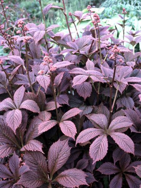 Rodgersia pinnata &#039;Chocolate Wings&#039;, Fiederblättriges Schaublatt