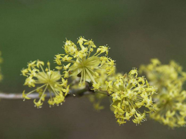 Blüte des Japanischen Arzneihartriegels