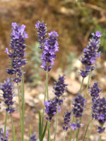 Lavandula dentata (x chaytorae) 'Richard Gray', Silber-Lavendel