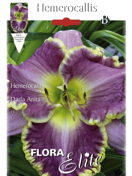 Taglilie 'Darla Anita', Hemerocallis (Art.Nr. 521451)