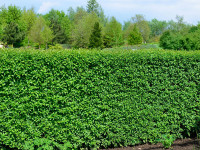 Ligustrum vulgare 'Atrovirens', wintergrüner Liguster