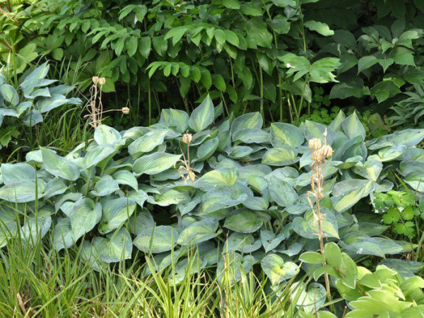 Hosta x tardia &#039;June&#039;, Blaurand-Funkie, Blaugold-Funkie, Herzblattlilie