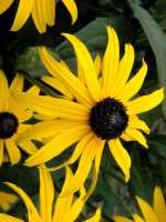 Rudbeckia fulgida var. sullivantii 'Goldsturm', Sonnenhut