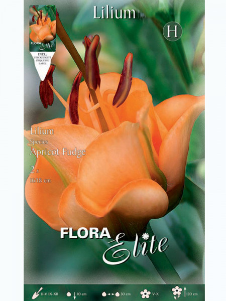 Lilie &#039;Apricot Fudge&#039;, Lilium (Art.Nr. 5217850)