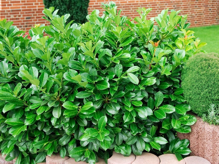 Kirschlorbeer 'Etna'
