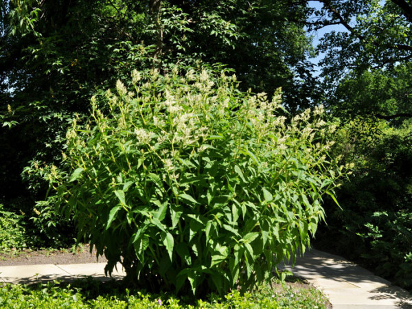 Persicaria x cultorum &#039;Johanniswolke&#039;, Staudenknöterich, Alpenknöterich