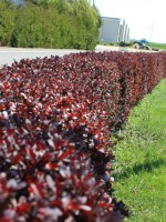 Berberis thunbergii 'Atropurpurea', Blutberberitze