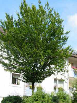 Carpinus betulus, Hainbuche, Weißbuche - Hochstamm