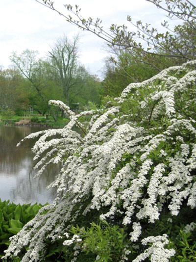 Spiraea arguta, Brautspiere