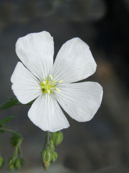 Linum perenne &#039;Nanum Diamant&#039;, Weißer Staudenlein, Gartenlein, Gartenflachs