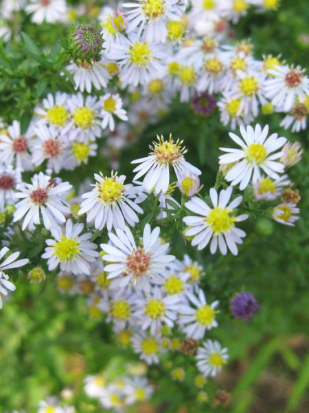 Aster ericoides &#039;Erlkönig&#039;, Myrtenaster