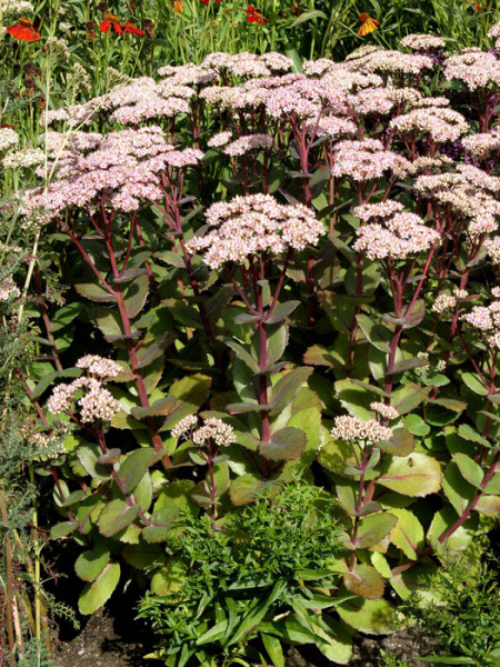 Sedum telephium &#039;Matrona&#039;, Hohe Garten-Fetthenne