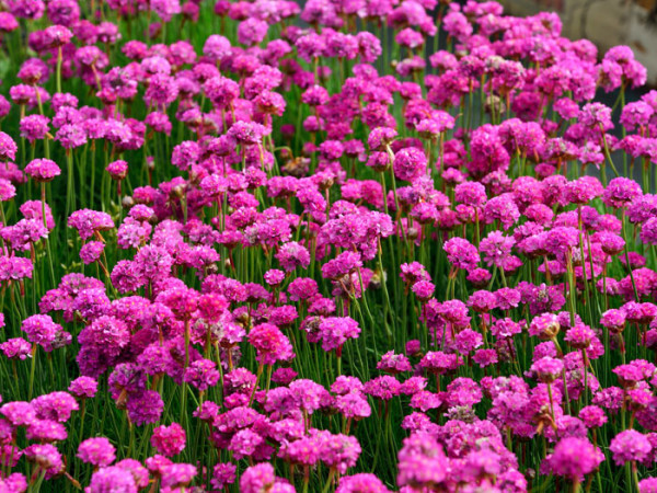 Armeria maritima &#039;Splendens&#039; (M), Grasnelke, Strandgrasnelke