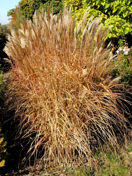 Miscanthus sinensis &#039;Silberfeder&#039;, China-Schilf