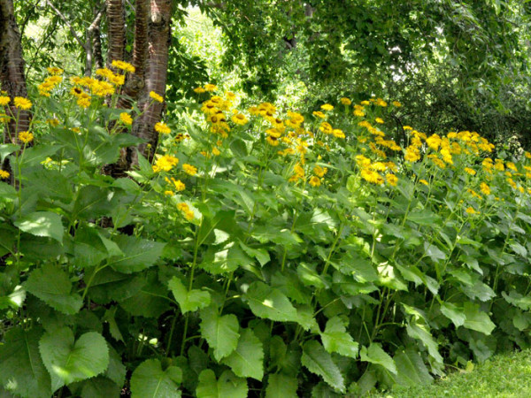 Telekia speciosa, Großblumiger Schein-Alant, große Telekie