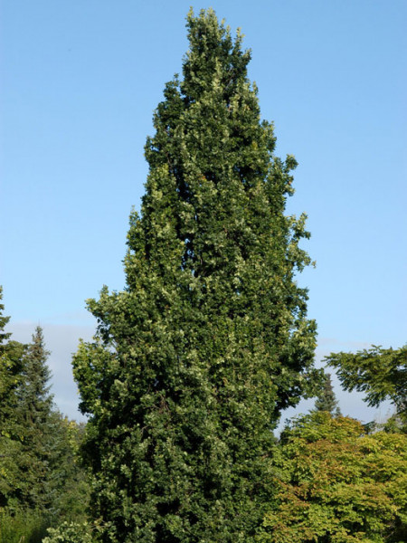 Quercus robur &#039;Fastigiata Koster&#039;, Säuleneiche - Hochstamm