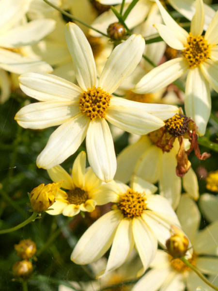 Coreopsis verticillata &#039;Moonbeam&#039; (M), Quirlblättriges Schönauge, Mädchenauge, Netzblattstern