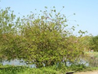 Salix sachalinensis 'Sekka', Japanische Drachen-Weide