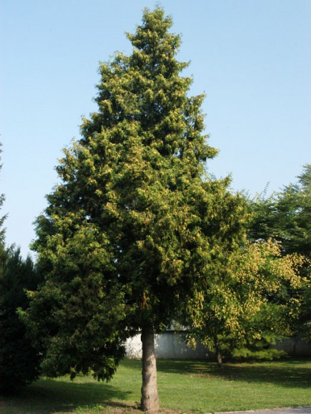 Thuja Baum