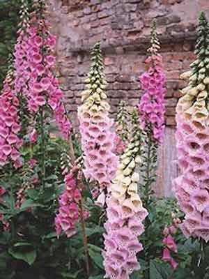 Digitalis purpurea (M), Fingerhut