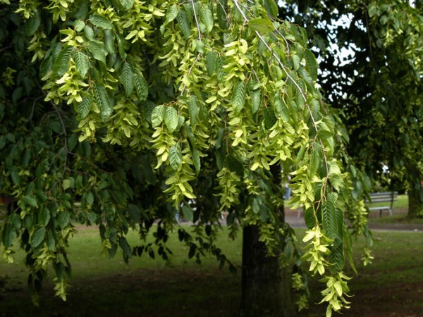 Hainbuche, Weißbuche 2 Meter Hecke FloraSelf Carpinus betulus H 40