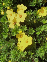 Potentilla fruticosa, Fünffingerstrauch