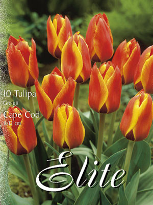 Greigii-Tulpe &#039;Cape Cod&#039; (Art.Nr. 595760)