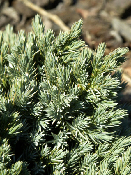 Zwergwacholder Juniperus squamata /'Blue Star/' 20-25 cm im 2 Liter Container