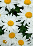 leucanthemum-gruppenstolz56d6eff2939b1