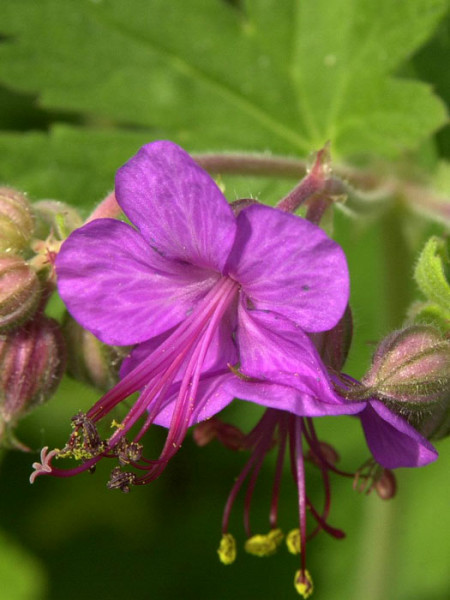 Blüte des Felsen-Storchschnabels