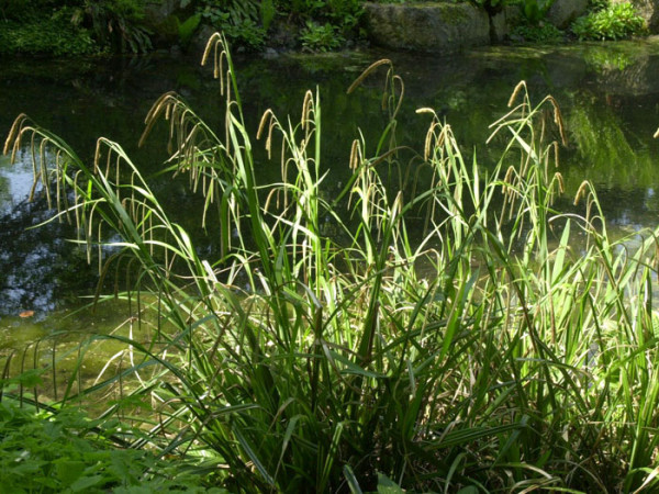Carex pendula, Riesen-Wald-Segge, Hänge-Segge